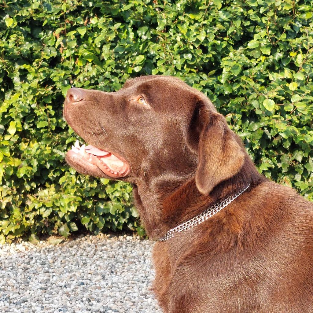 Prachtige labradorreu Chocoladebruin  met Stamboom, Dieren en Toebehoren, Reu, CDV (hondenziekte), 1 tot 2 jaar, Meerdere