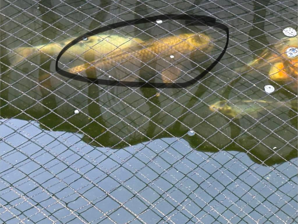 Ghost koi, Karper of Koi