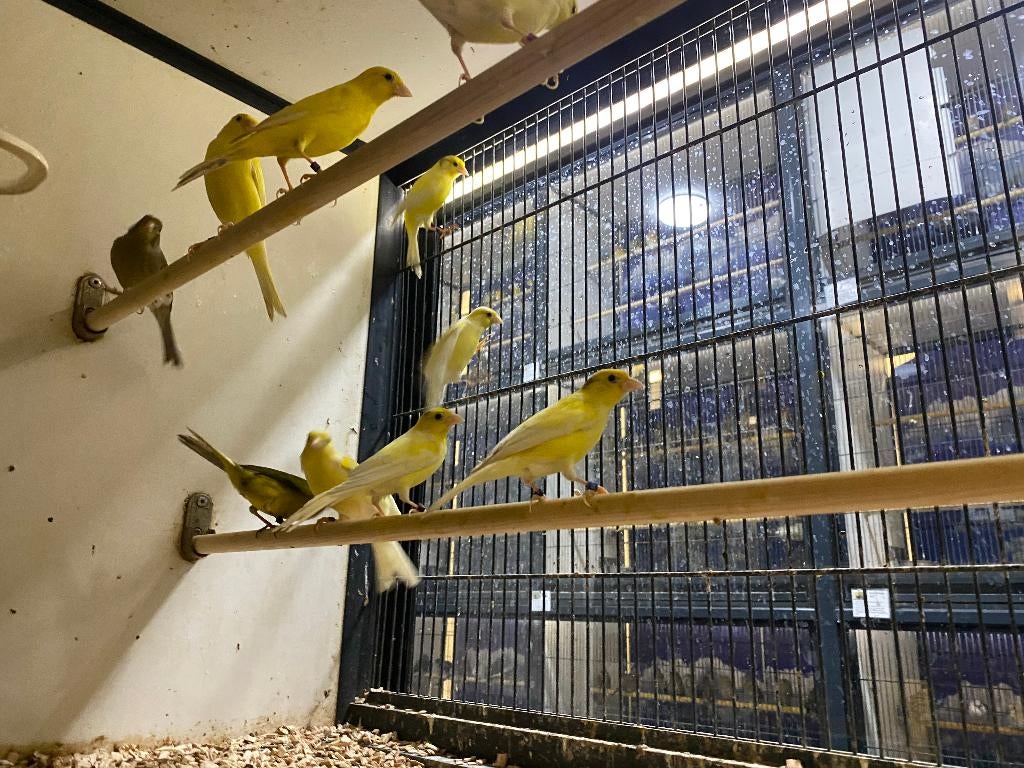 Mooie mannelijke kanaries | Goede zangvogel | Kanarie, Dieren en Toebehoren, Mannelijk, Zangkanarie