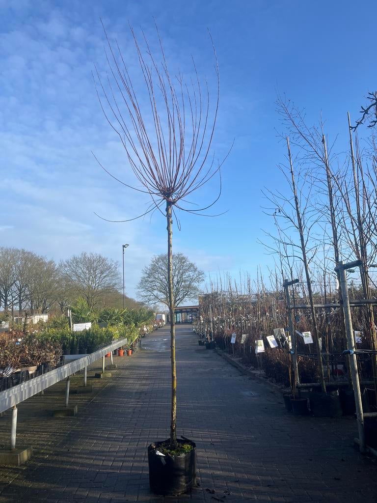 Salix Alba Knotwilg - Prachtige Boom, Bloeit niet, Overige soorten, 100 tot 250 cm, Ophalen