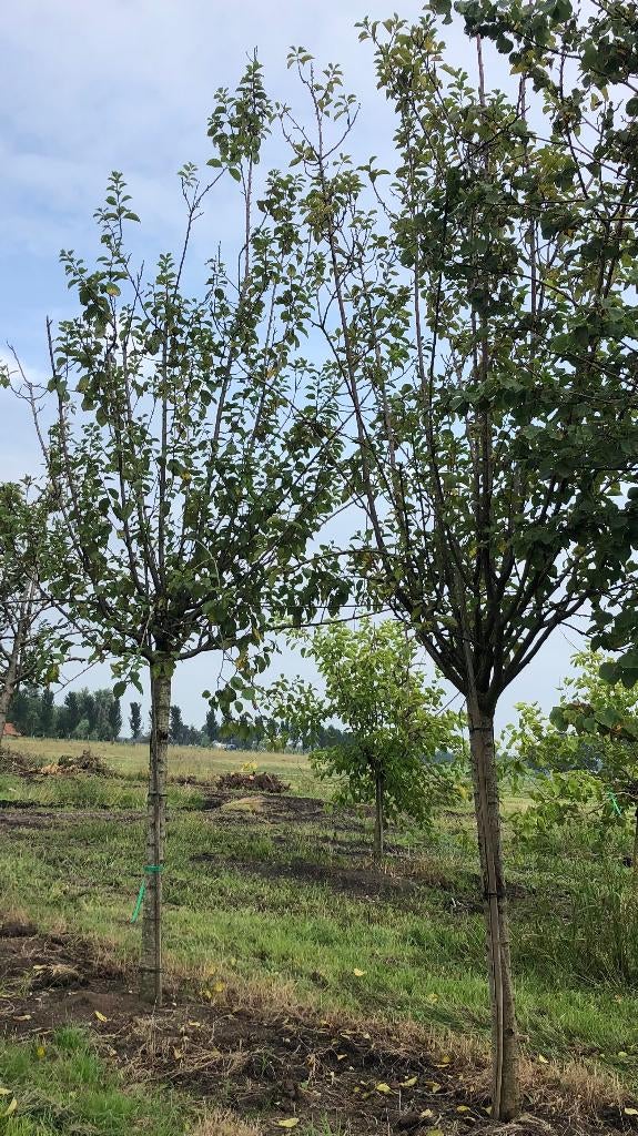 Hoogstam Pruimenbomen diverse rassen 10 jaar, Tuin en Terras, Planten | Fruitbomen, Ophalen, 400 cm of meer, Pruimenboom, Lente
