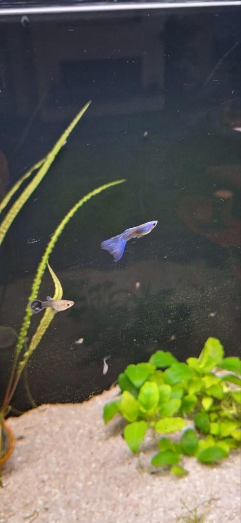 Blue moskow guppen jongen, Vis