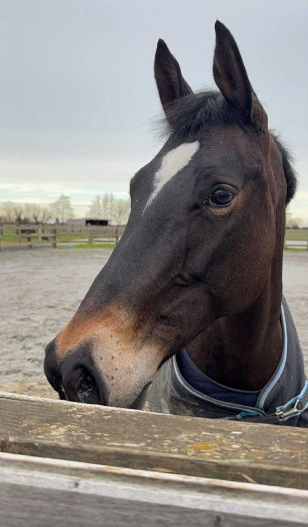 Springpaard, Dieren en Toebehoren, Merrie, Met stamboom, Springpaard, 7 tot 10 jaar
