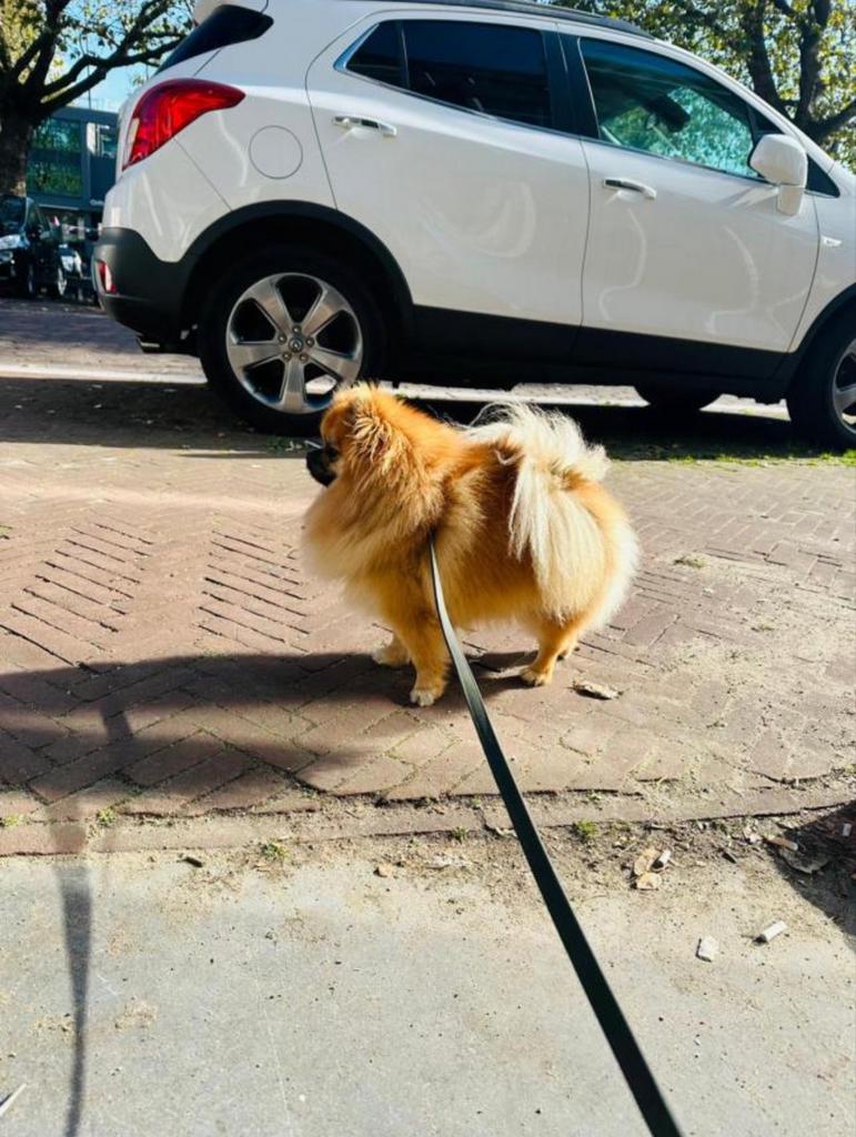 Dekreu Pomeranian,Pomeriaan /dwerg Kees (getest), Fokker | Hobbymatig, Reu, 1 tot 2 jaar, Buitenland