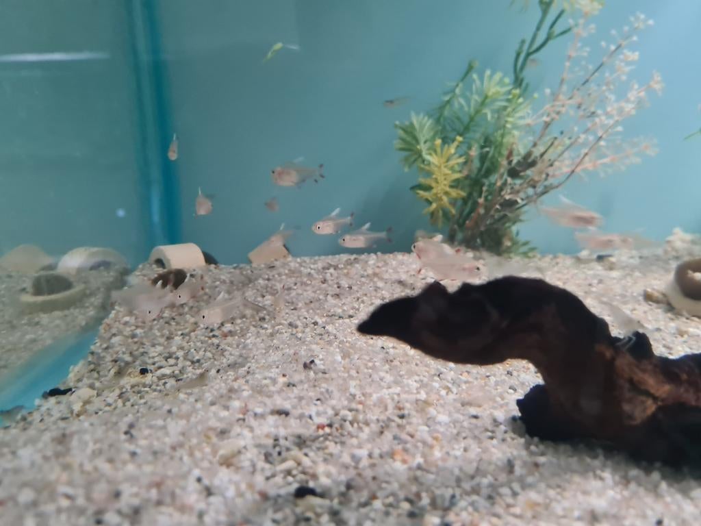 Hyphessobrycon Bentosi White Fin Tetra, Dieren en Toebehoren, Vissen | Aquariumvissen, Vis, Zoetwatervis
