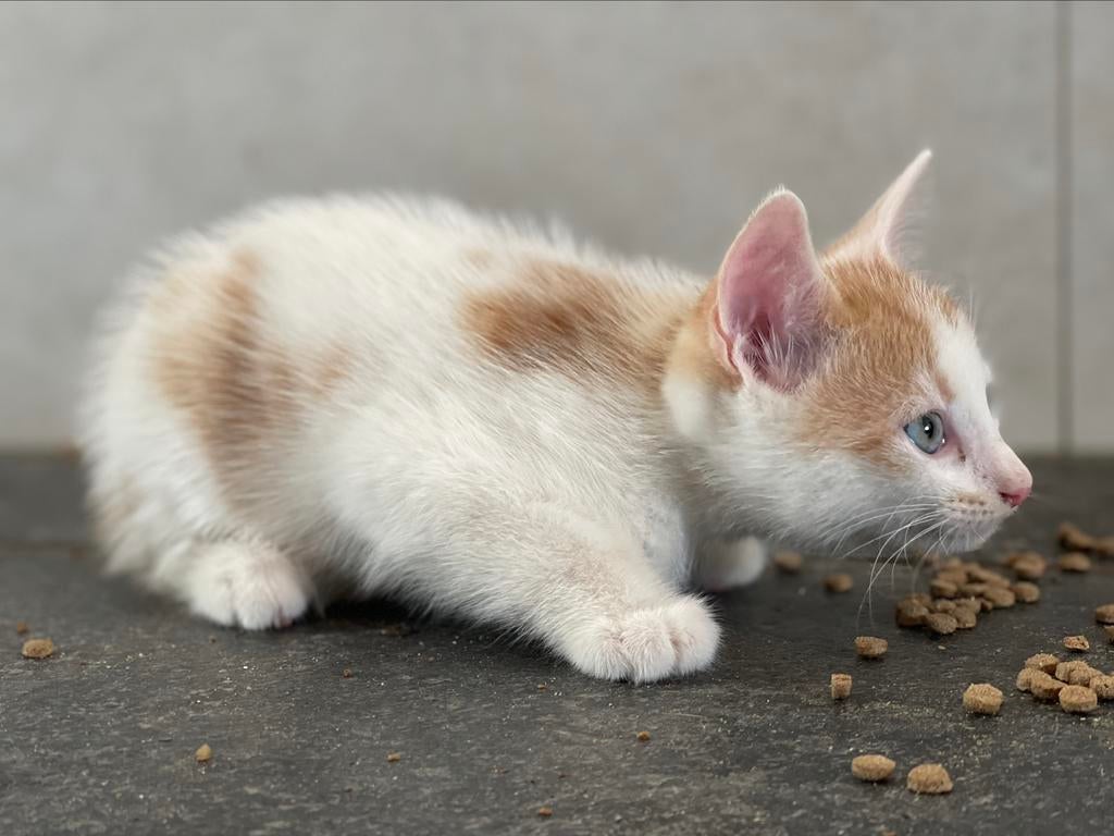 Kittens, Kater, Ontwormd
