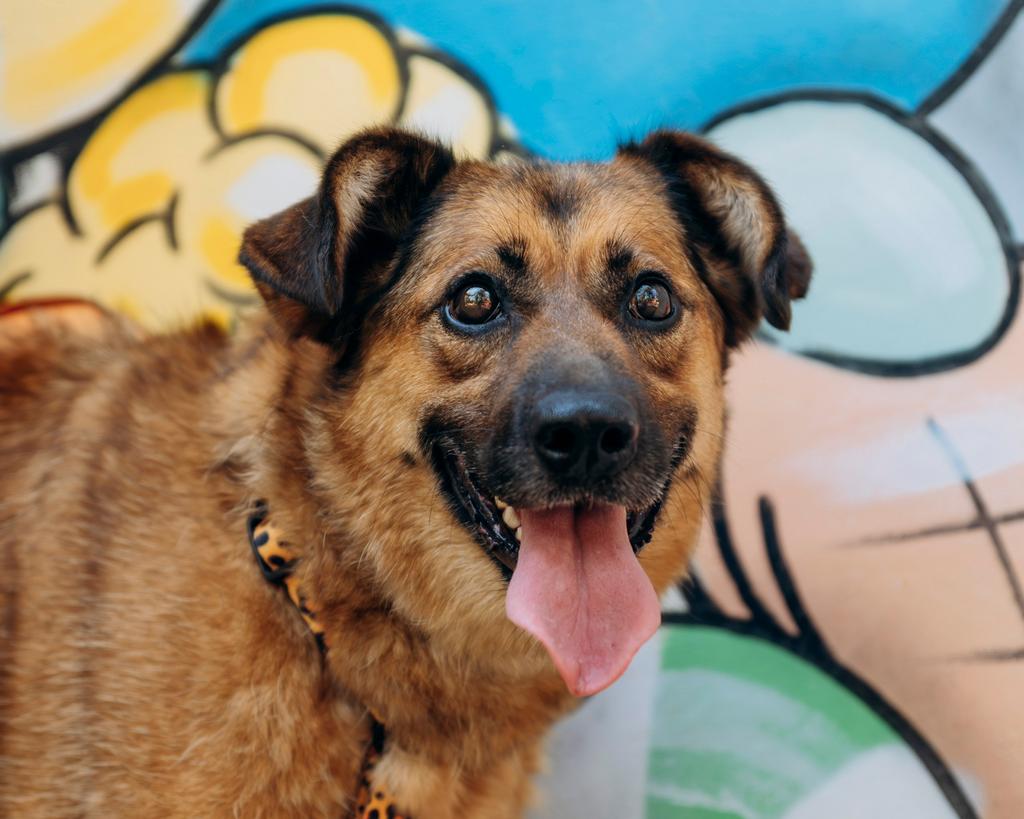 Lisa zoekt een gezin, 6 jaar of ouder, Particulier, Teef, Eén hond