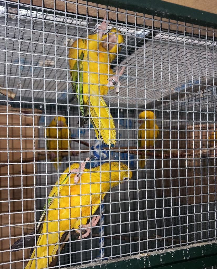 goudparkieten te koop of ruilen, Meerdere dieren, Parkiet, Geringd