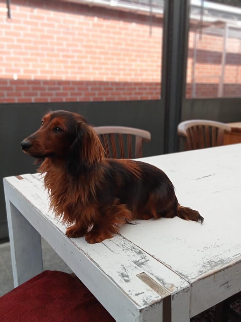 Dwerg teckel ter dekking, Dieren en Toebehoren, Honden | Dekreuen, Reu, 1 tot 2 jaar, Meerdere, Nederland