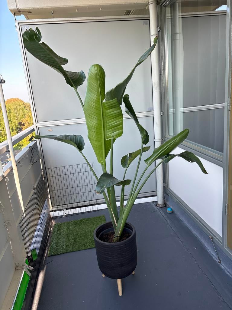 Grote Strelitzia (Paradijsvogelbloem) - 2 meter hoog, Tuin en Terras, Planten | Bomen, Bloeit niet, Volle zon, In pot, Overige soorten
