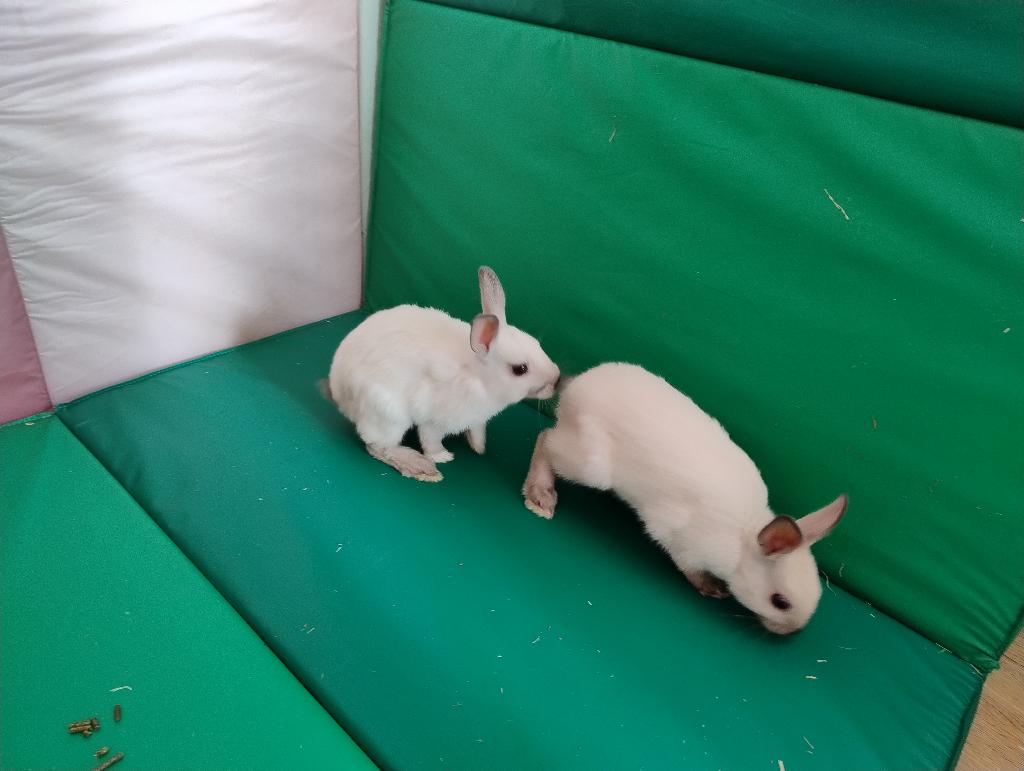 Ram/voedster kindvriendelijke witte dwergkonijnen., Dieren en Toebehoren, Konijnen, Meerdere dieren, Dwerg, 0 tot 2 jaar