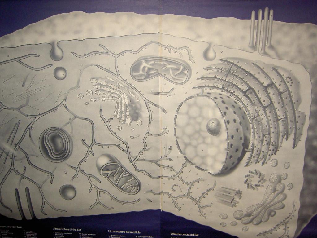 Wandplaat :Ultra structure of the cell, Antiek en Kunst, Antiek | Schoolplaten, Ophalen, Natuur en Biologie