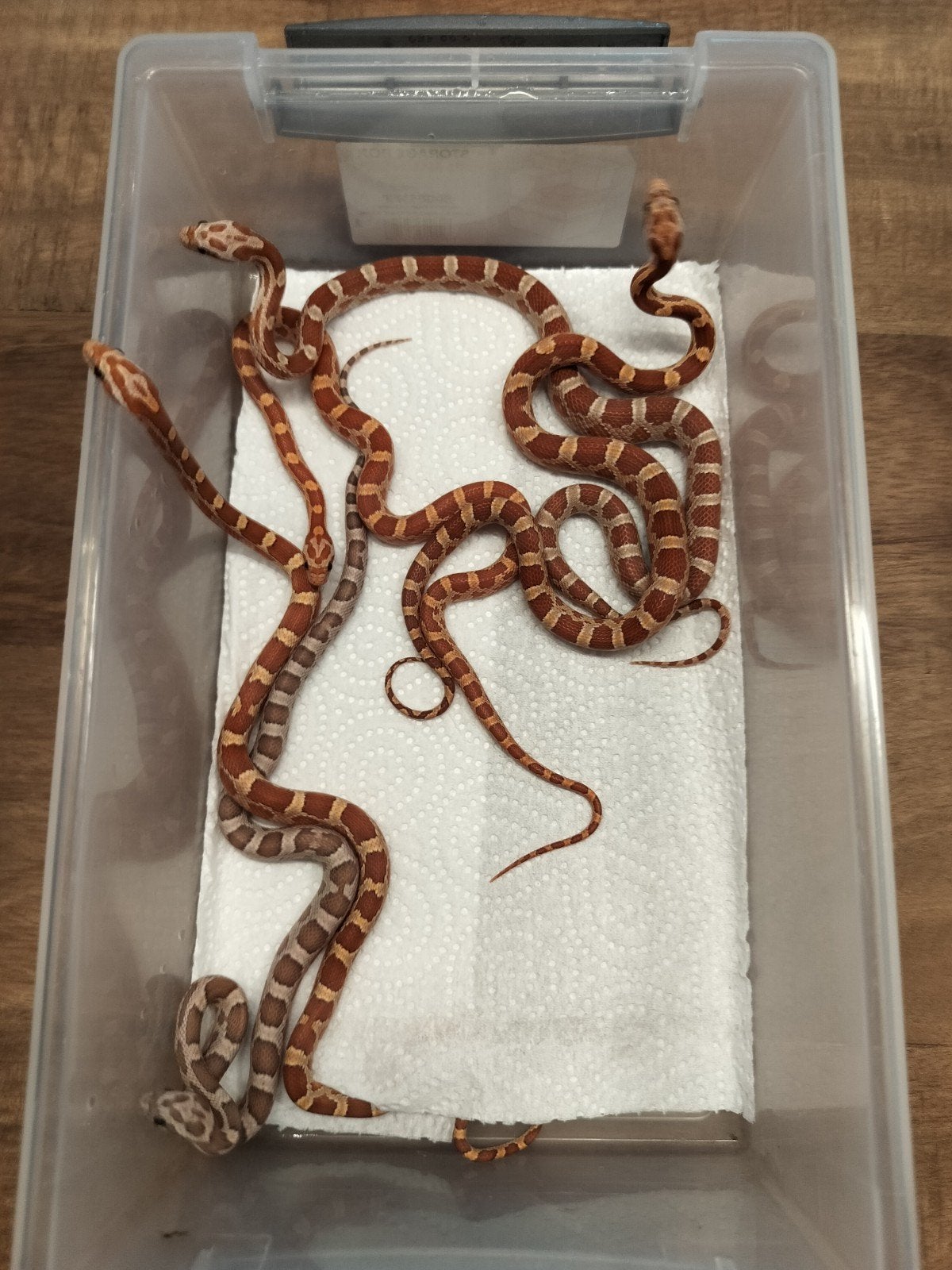 Rattenslang Rat Snake photo 2