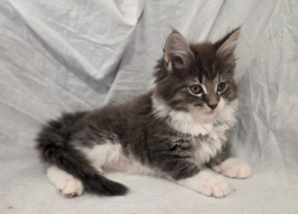 6 Chique Raszuivere MAINE COON Kittens - Mogen nu Verhuizen, Dieren en Toebehoren, Katten en Kittens | Raskatten | Langhaar, Meerdere dieren