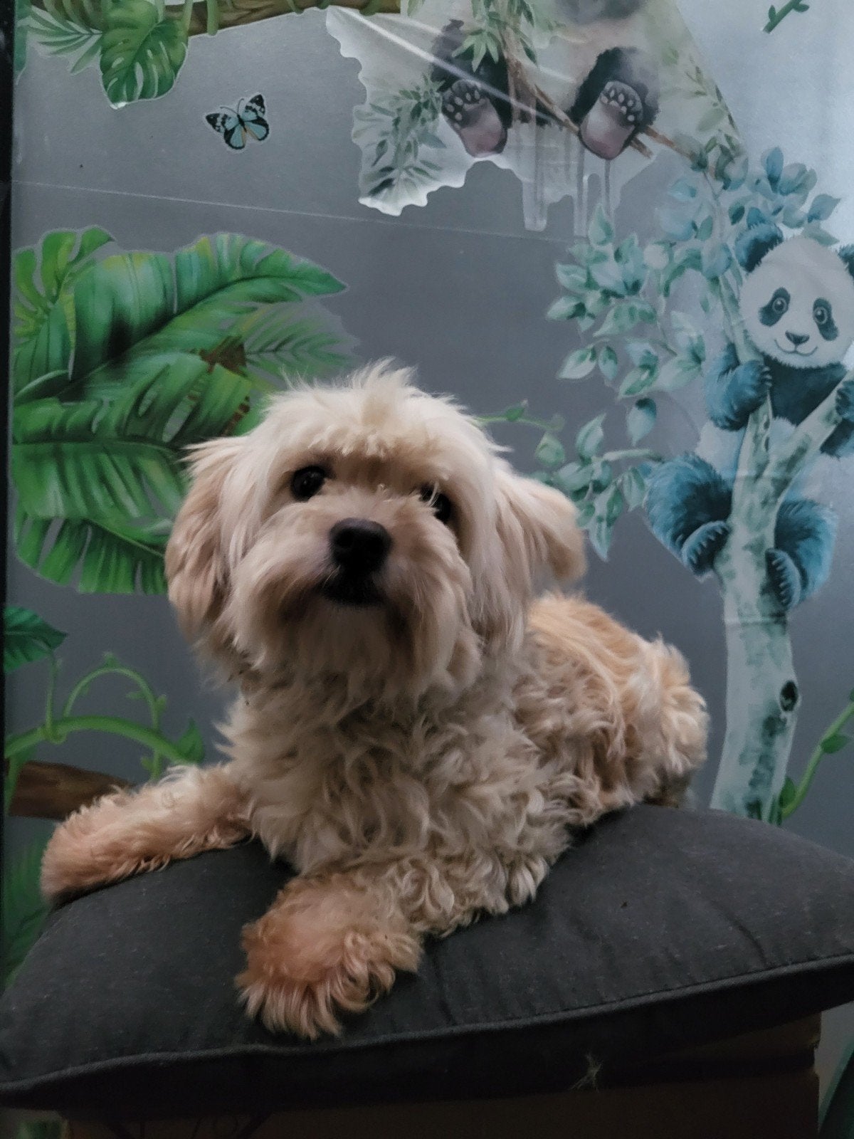 Lief Boomer teefje zoekt een nieuw mandje, Overige rassen, Teef, Eén hond, 3 tot 5 jaar