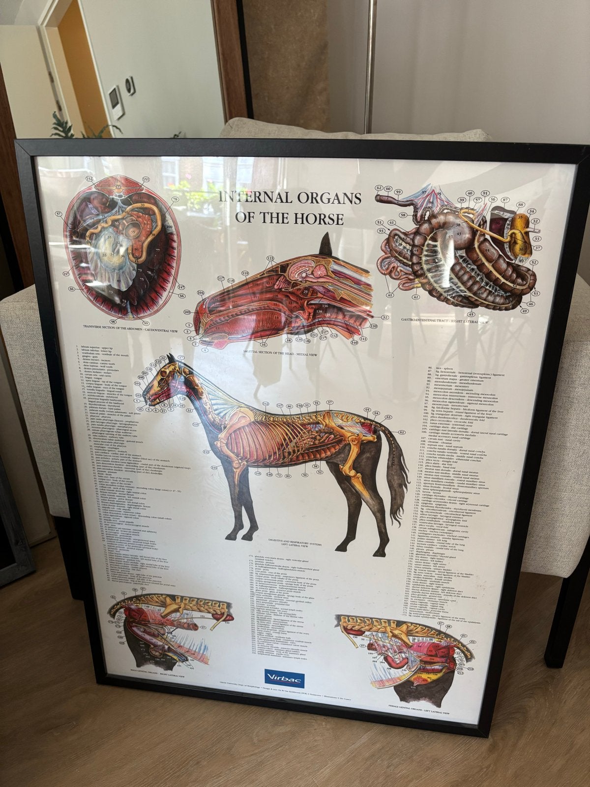 Anatomie paard posters (2 stuks), Boeken, Techniek, Zo goed als nieuw, Overige onderwerpen, Ophalen