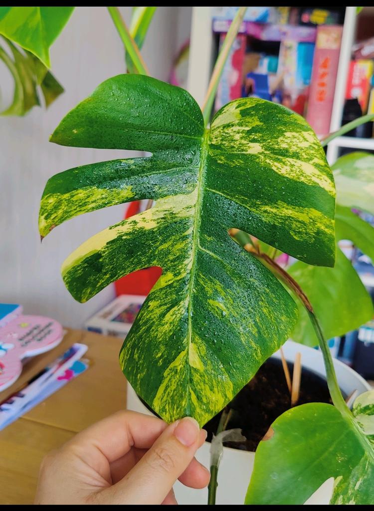 Monstera Aurea yellow variegata stek, Huis en Inrichting, Kamerplanten, Ophalen, Halfschaduw, Minder dan 100 cm