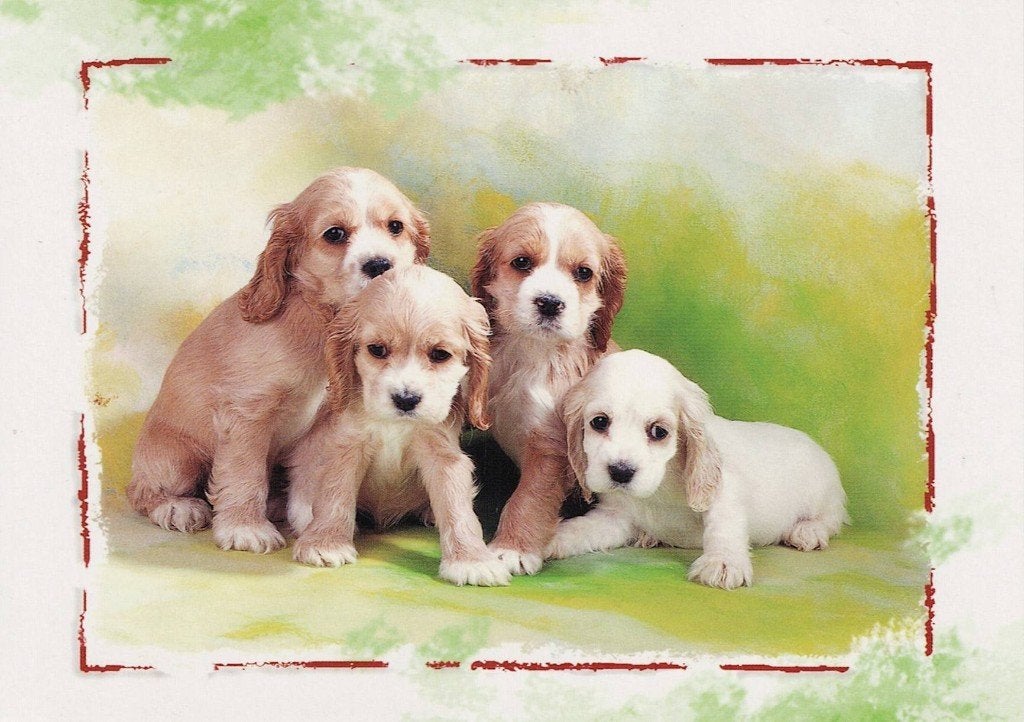 Cocker Spaniel pup 535, Ophalen of Verzenden, 1980 tot heden, Ongelopen, Hond of Kat