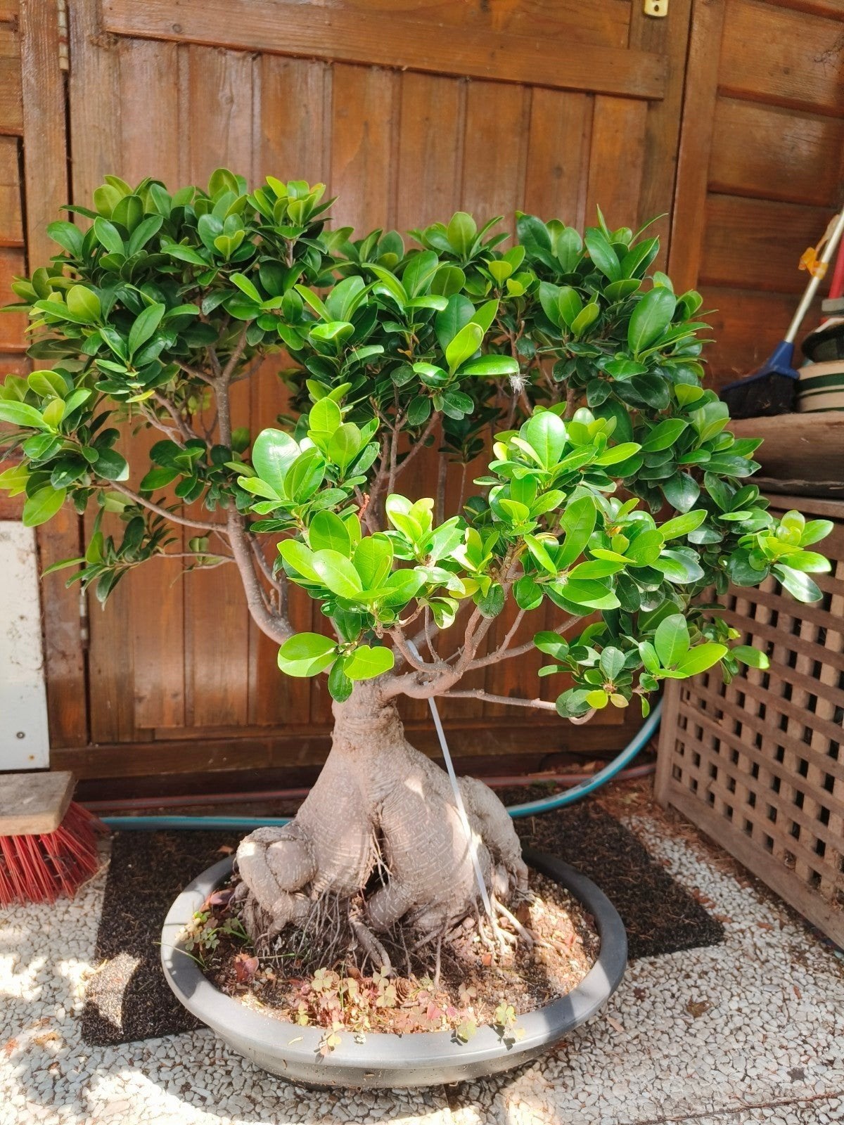 Bonsai Ficus microcarpa ginseng, Ophalen, Volle zon, Overige soorten, Minder dan 100 cm