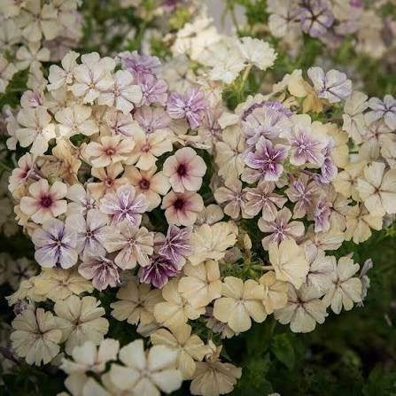 Zaden Phlox drummondii Creme Brulee, Ophalen of Verzenden, Volle zon