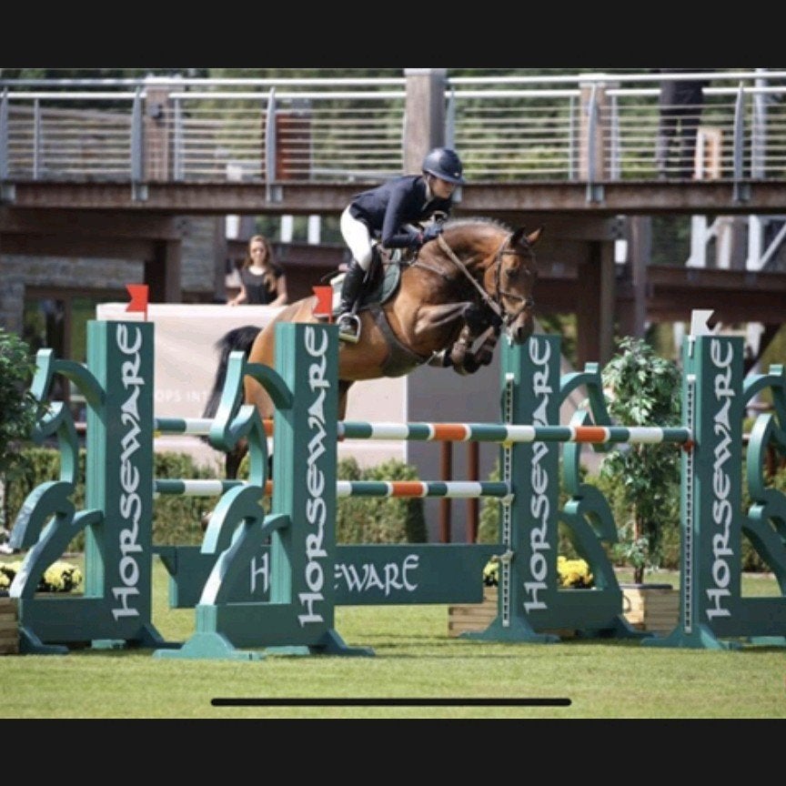 top fokmerrie van numero uno, Merrie, Springpaard, Met stamboom, 160 tot 165 cm
