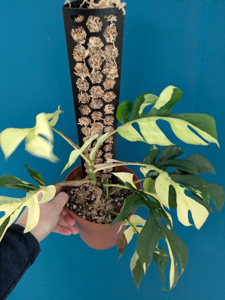 Raphidophora Tetrasperma variegata stek, Huis en Inrichting, Ophalen of Verzenden, Halfschaduw, Minder dan 100 cm