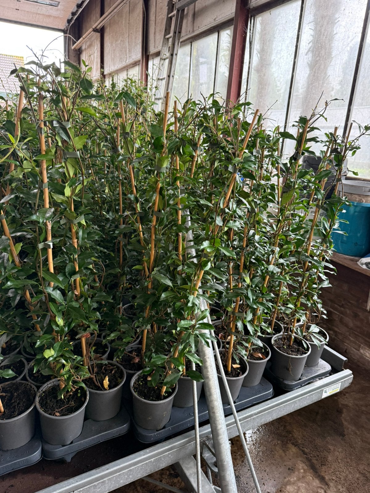 Nieuw 4 soorten toscaanse jasmijn uit voorraad vanaf 7,95, Ophalen, Volle zon, Vaste plant, Klimplanten