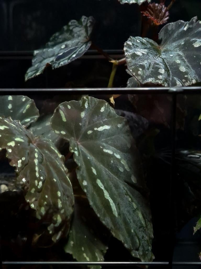 Begonia atricha spotted (zeldzaam), Ophalen of Verzenden, Halfschaduw, Minder dan 100 cm