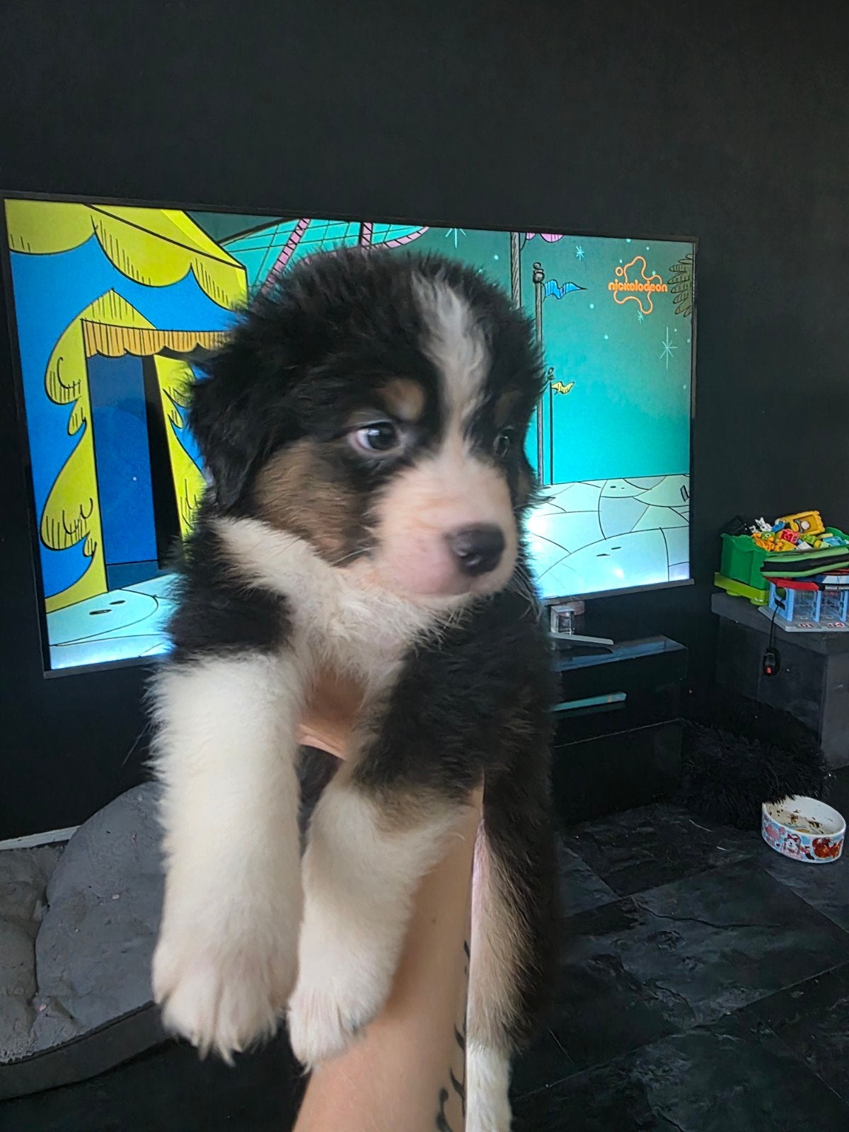 Australian shepherd x bernersennen  pups, Dieren en Toebehoren, Honden | Herdershonden en Veedrijvers, 8 tot 15 weken, Parvo, Meerdere