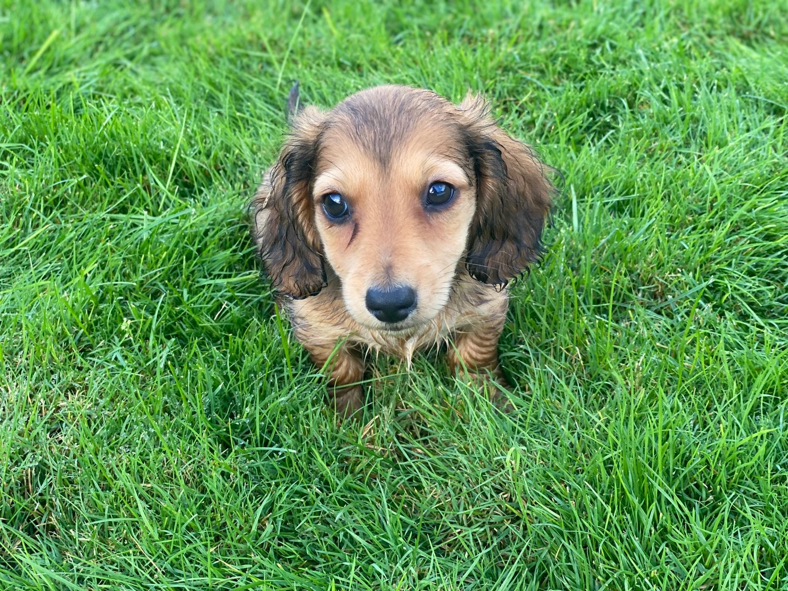 Langharige teckel pups, Parvo, 8 tot 15 weken, Dwerg, Langhaar