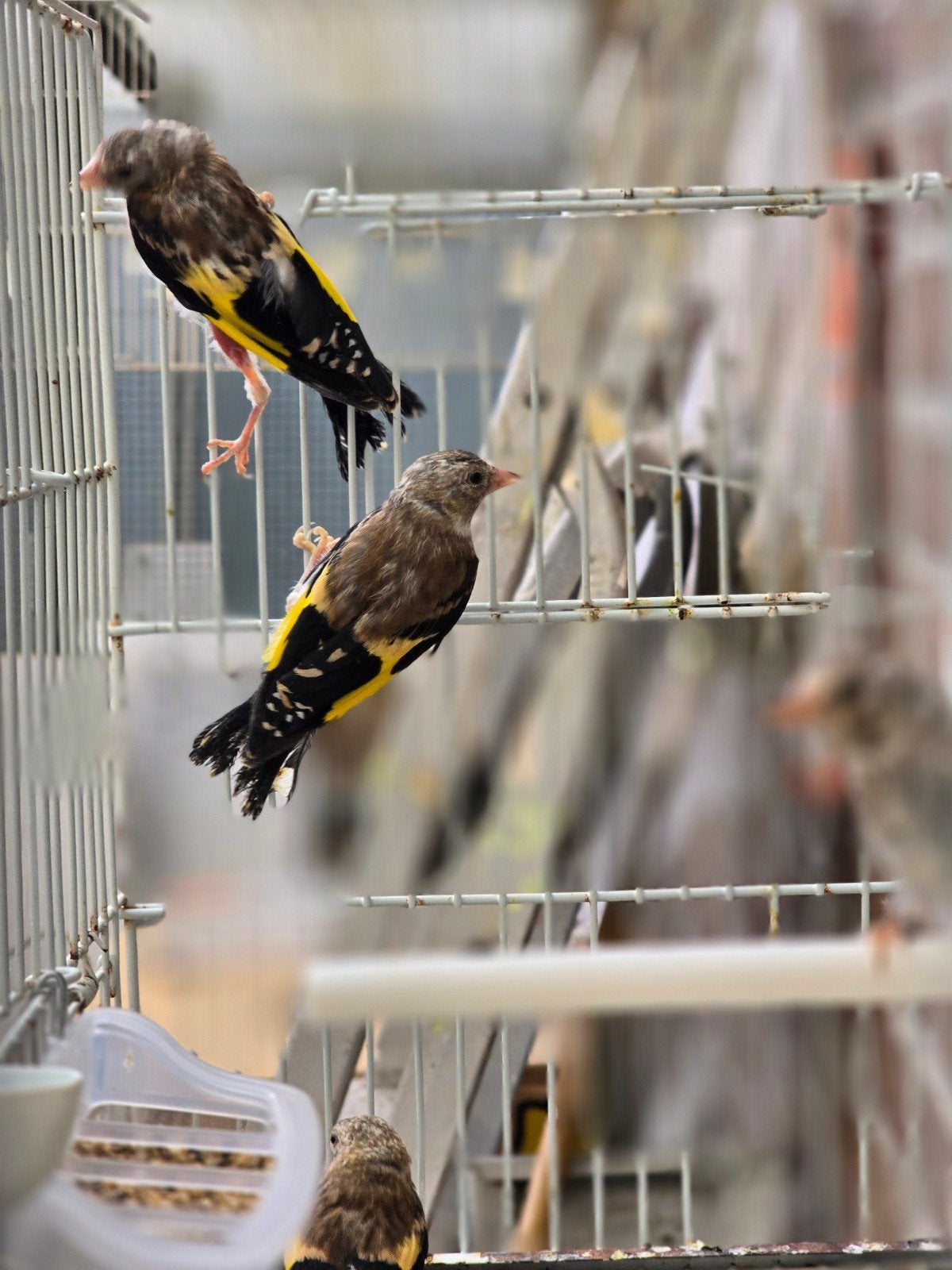 Mooi parva putters jongen 2026, Meerdere dieren, Wildzangvogel, Geringd