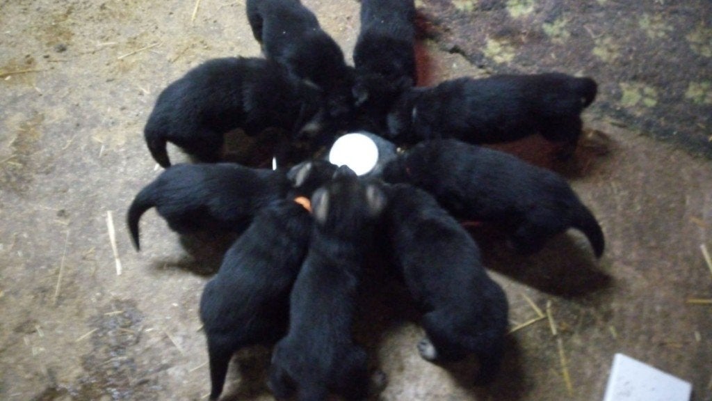 Duitse herder pups, Parvo, 8 tot 15 weken, Meerdere, Meerdere dieren