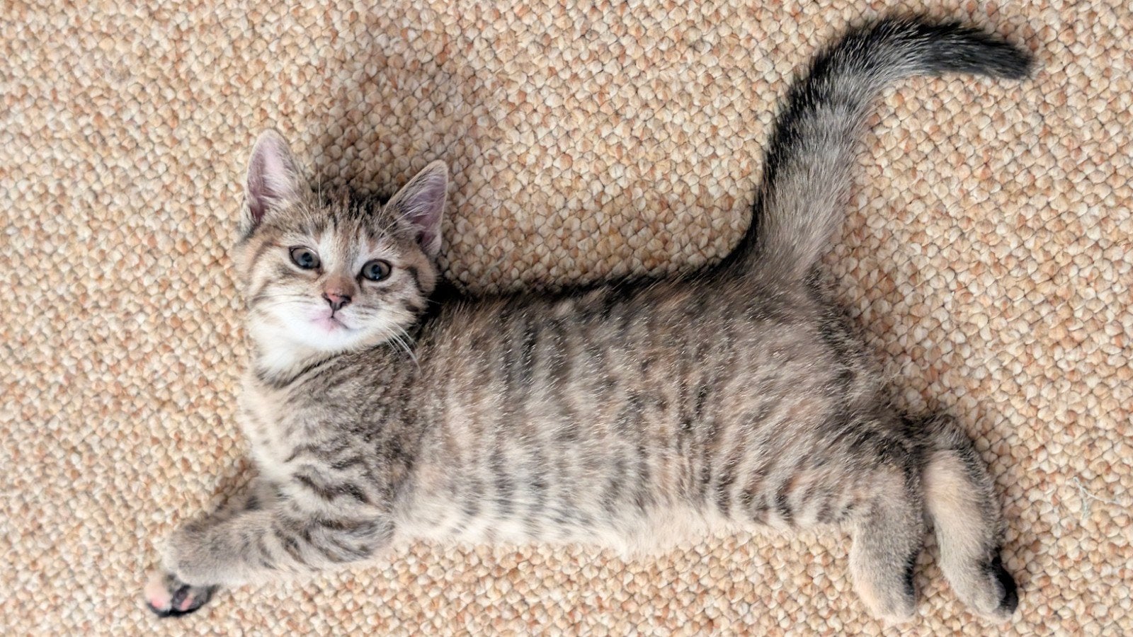 5 prachtige britse korthaar kruising kittens