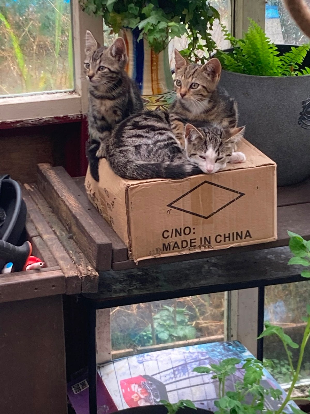 Kittens, Meerdere dieren, Ontwormd, 0 tot 2 jaar
