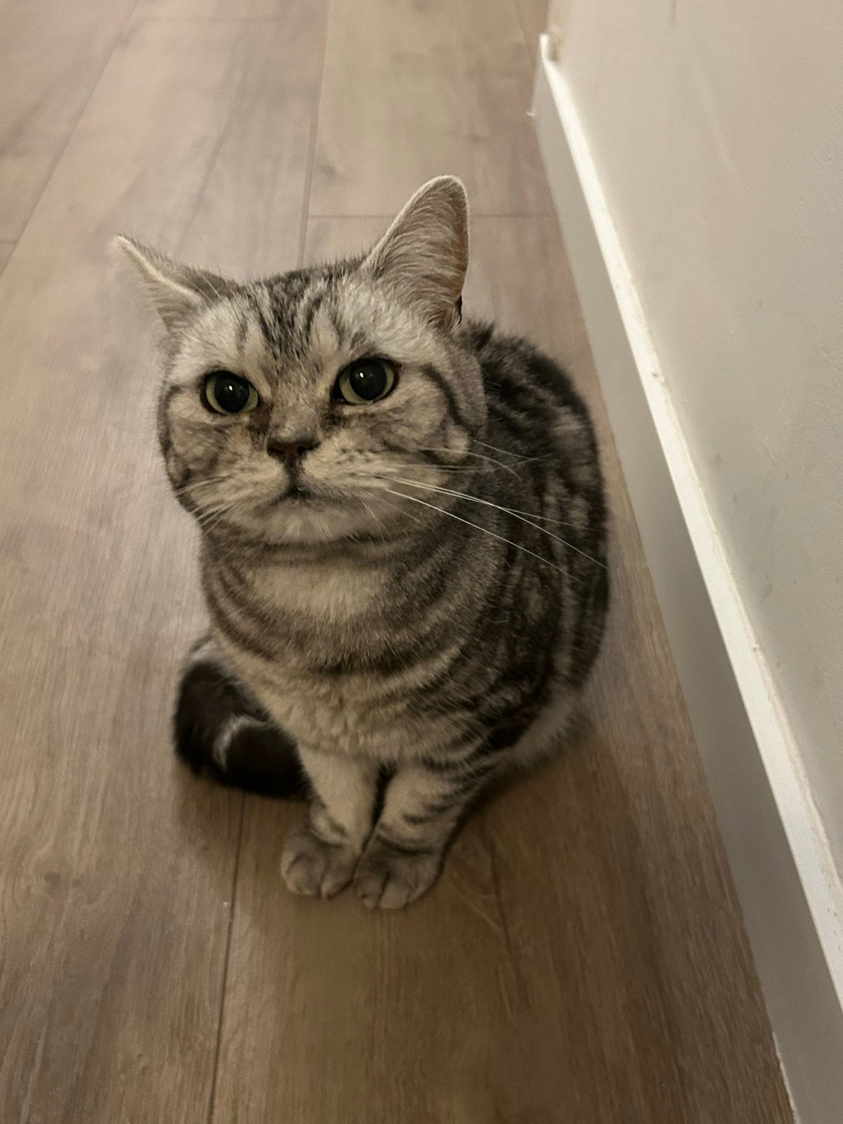 Britse korthaar Tabby, Dieren en Toebehoren, Katten en Kittens | Overige Katten, Poes