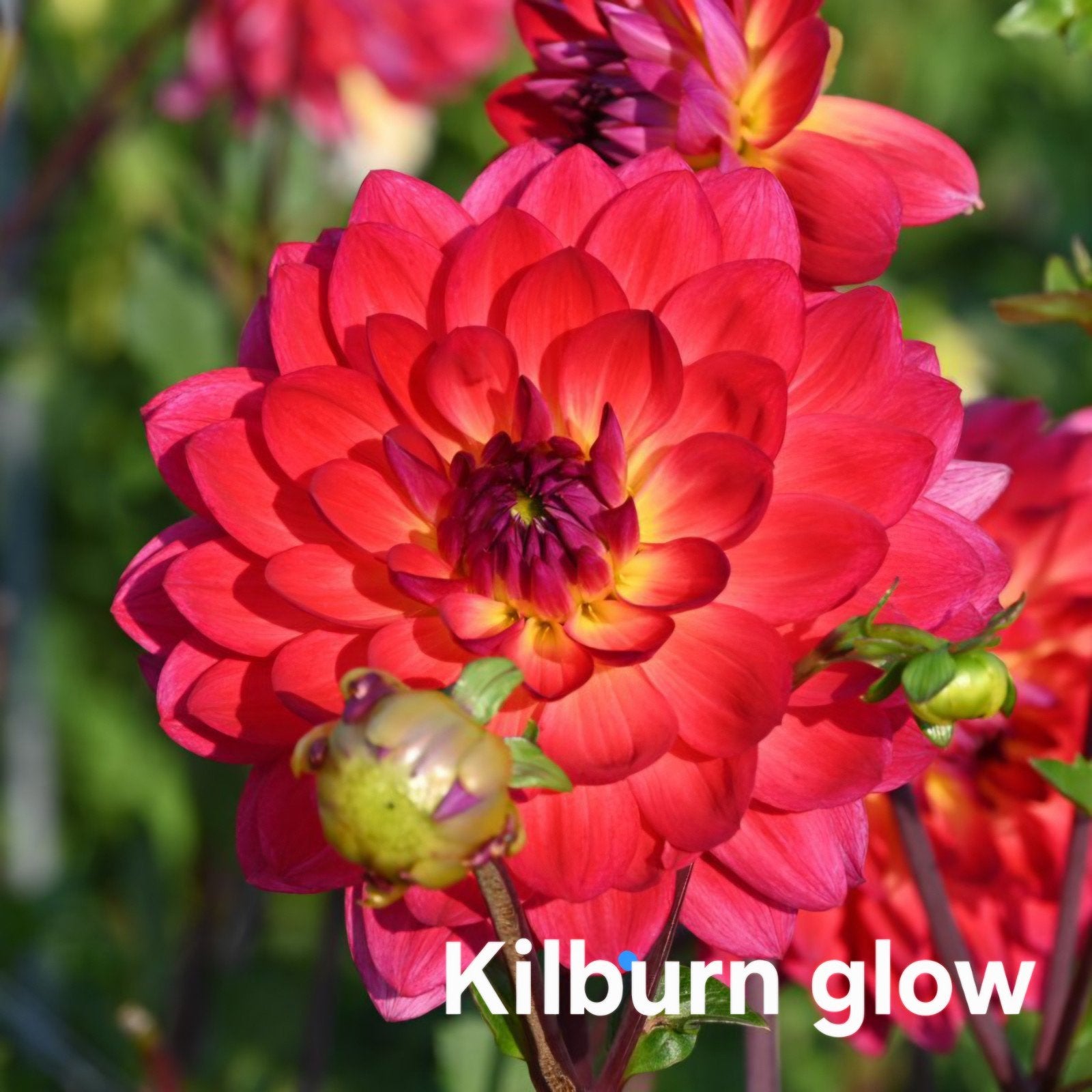 Dahlia Kilburn glow in pot, Ophalen, Volle zon, Knol