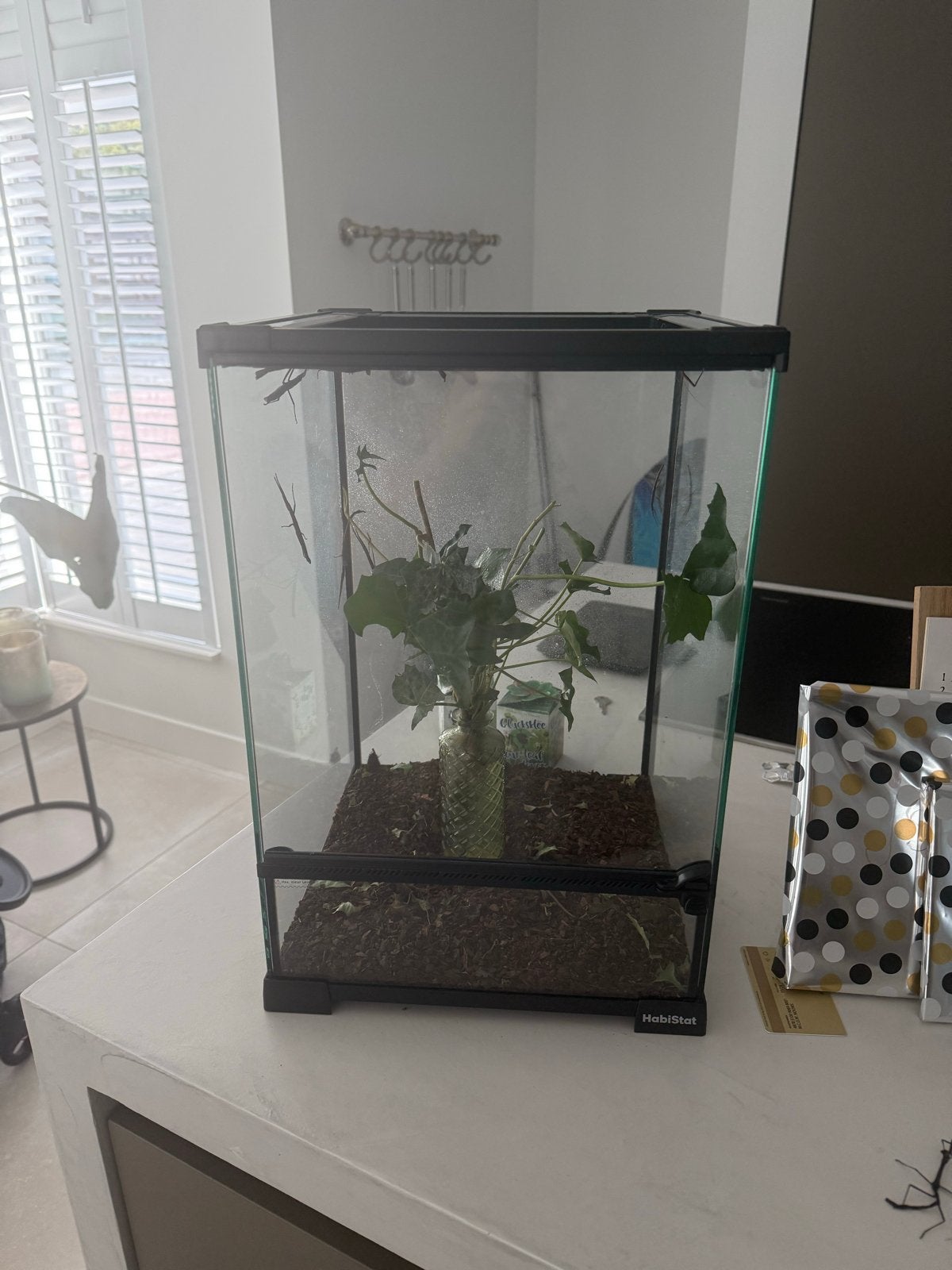 Terrarium met wandelende takken, Wandelende tak