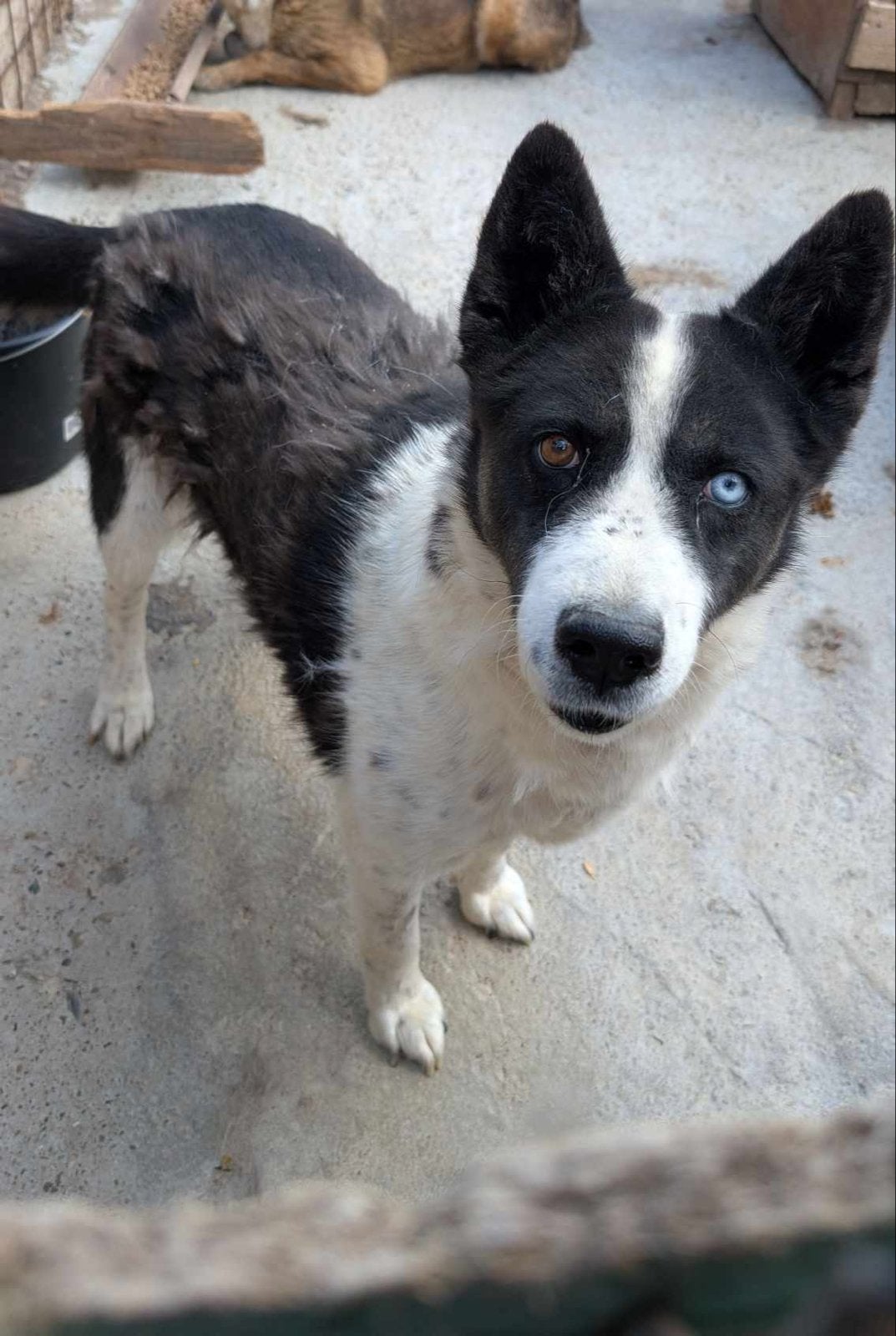 Hond zoekt nieuw huis