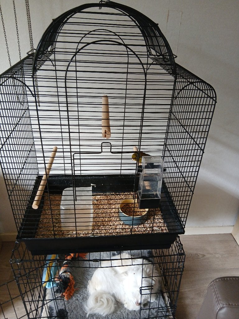 kanarie met grote ruime kooi, Mannelijk, Kleurkanarie