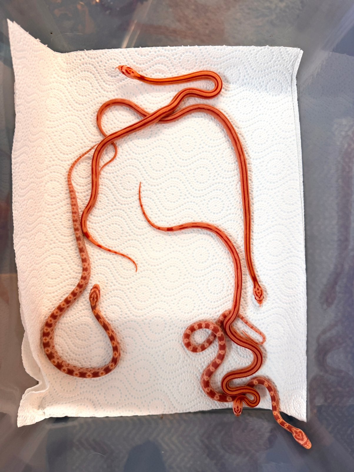 Jonge Amel Stripe korenslangen – geboren juli 2026 Corn Snake photo 3