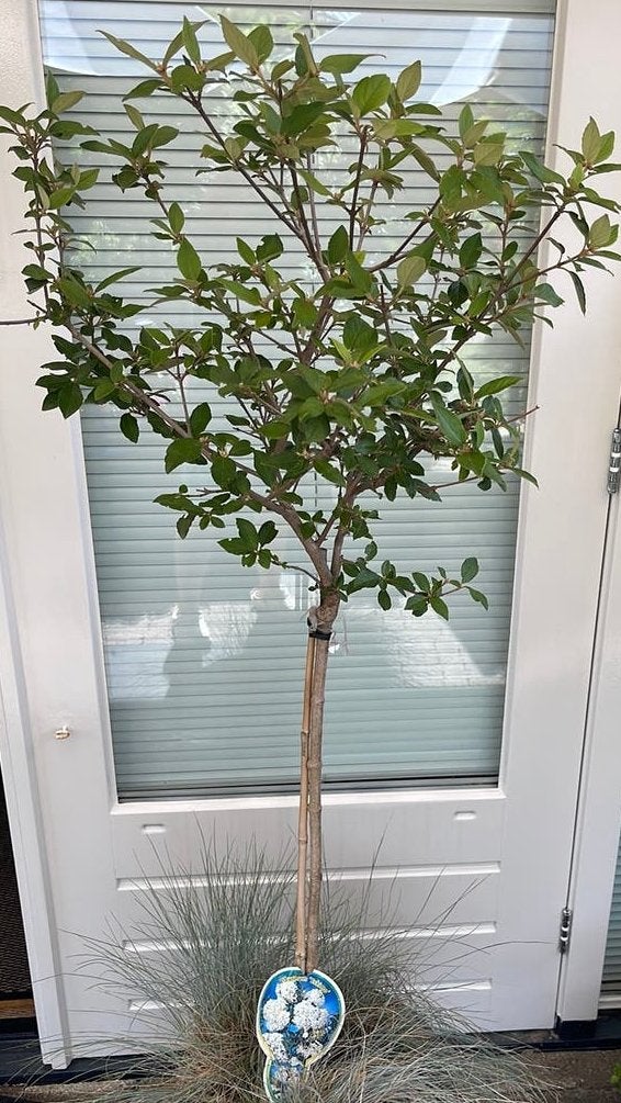 Vibrunum “Eskimo” op stam, Ophalen, Zomer, Volle zon, 100 tot 250 cm