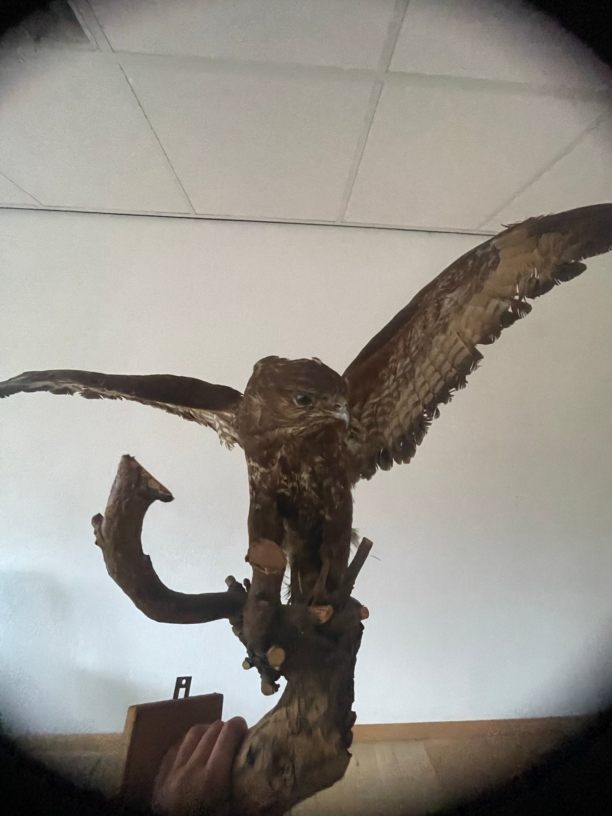 Opgezette buizerd - Prachtig exemplaar, Ophalen of Verzenden, Zo goed als nieuw, Vogel, Opgezet dier