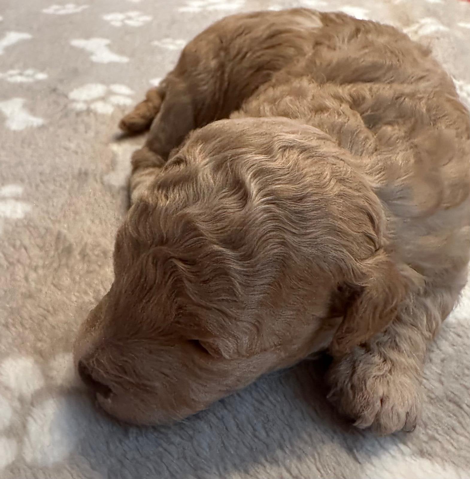 Prachtige Toy poodle  x maltipoo pupjes, Overige rassen, 8 tot 15 weken, Parvo, Meerdere