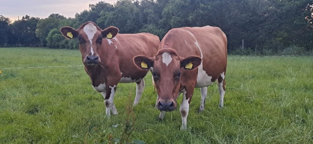 wegens voldoende aanfok 2 luxe drachtige roodbonte vaarzen, Dieren en Toebehoren, Vrouwelijk, 0 tot 2 jaar