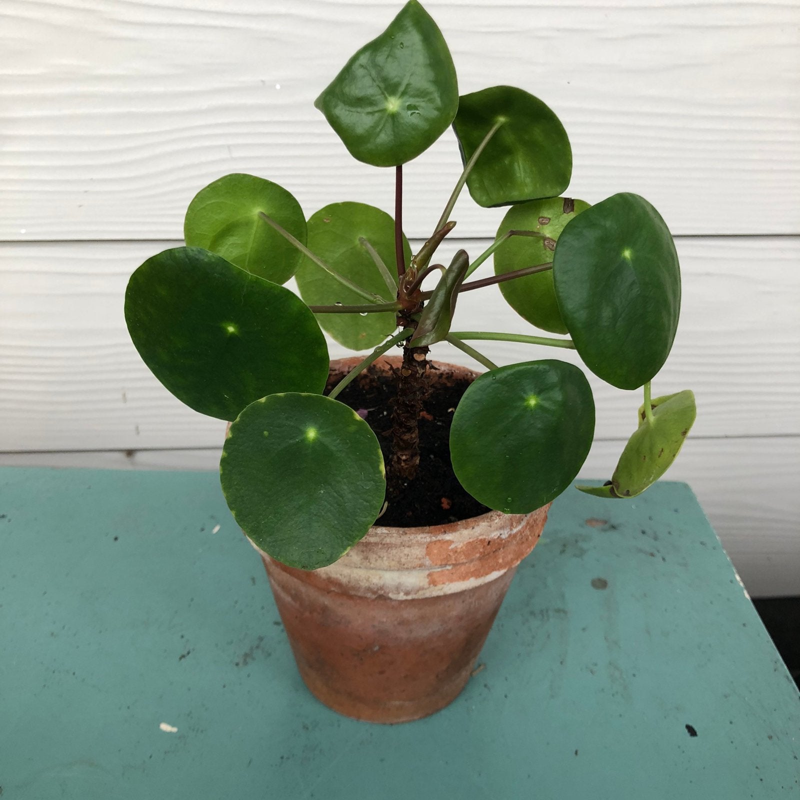 Pannekoekplant (pilea peperomioides), Huis en Inrichting, Kamerplanten, Ophalen, Halfschaduw, Minder dan 100 cm