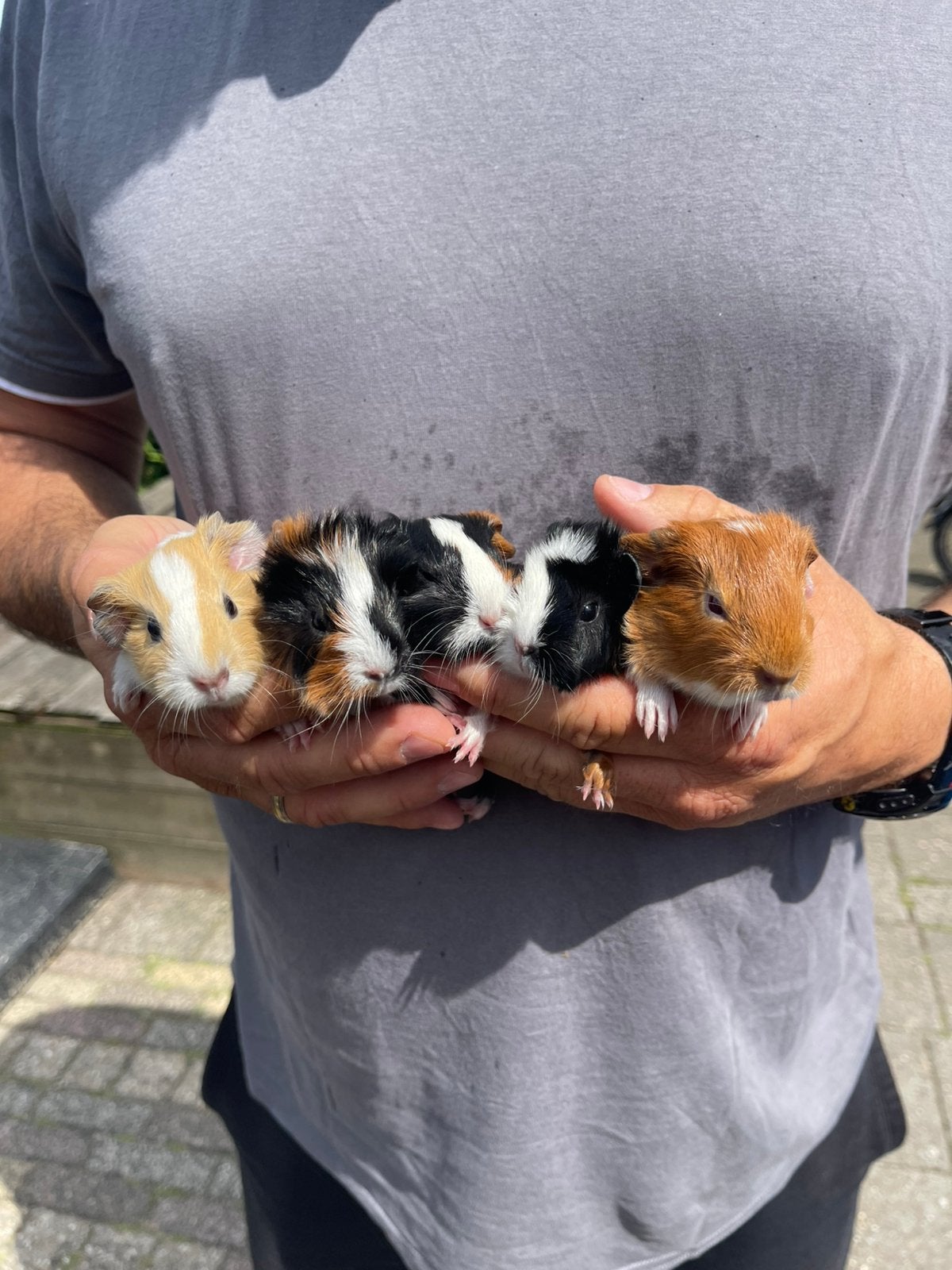 Jonge cavia’s zeugjes. 1 week oud., Dieren en Toebehoren, Cavia, Vrouwelijk, Mei, Tam