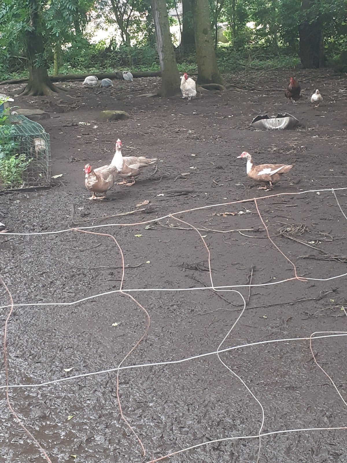 Pluimvee lees Aub, Dieren en Toebehoren, Pluimvee, Meerdere dieren, Eend