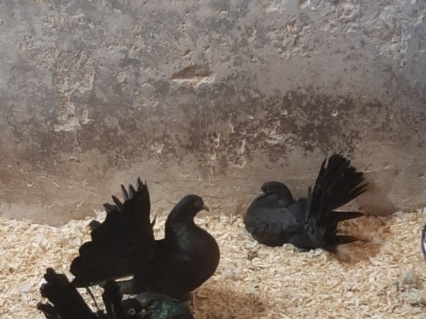 pauwstaarten, Dieren en Toebehoren, Vogels | Duiven, Meerdere dieren, Overige soorten