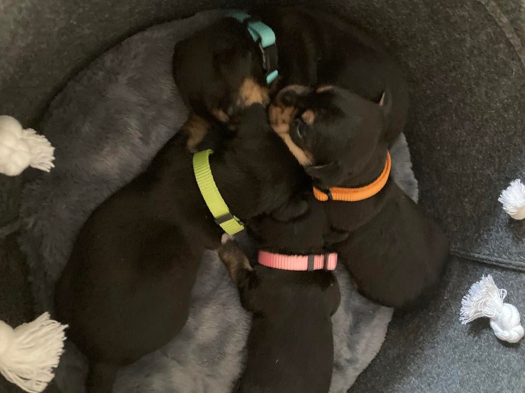 Black and tan Jack Russel pups, Dieren en Toebehoren, Honden | Jack Russells en Terriërs, Meerdere dieren, Jack Russell Terriër