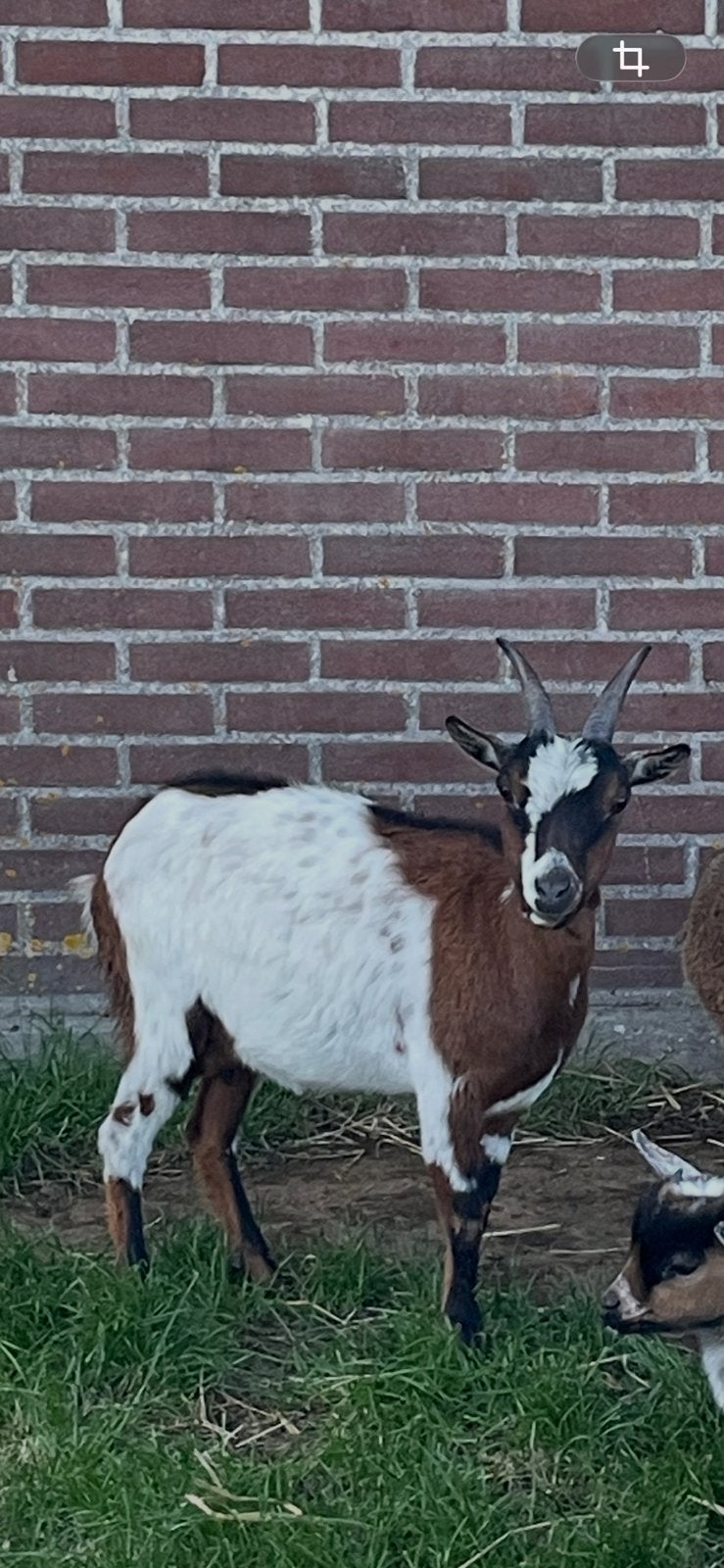 Dwerggeit (vrouwtje), Dieren en Toebehoren, Vrouwelijk, Geit, 0 tot 2 jaar